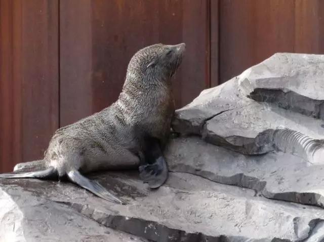 永久鋼板樁建造動(dòng)物園極地館